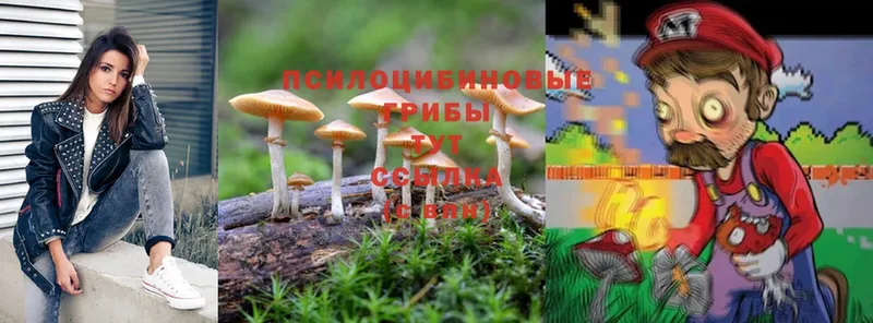 shop официальный сайт  Бийск  Псилоцибиновые грибы Cubensis  где купить  